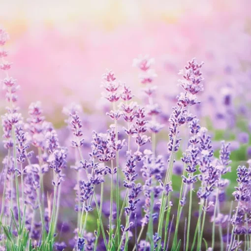 Merk Tuindecoratie>Garden Collection Tuindoek