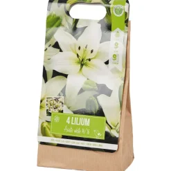 Green Boots Zaaien & Planten></noscript>Lelie Bloembollen